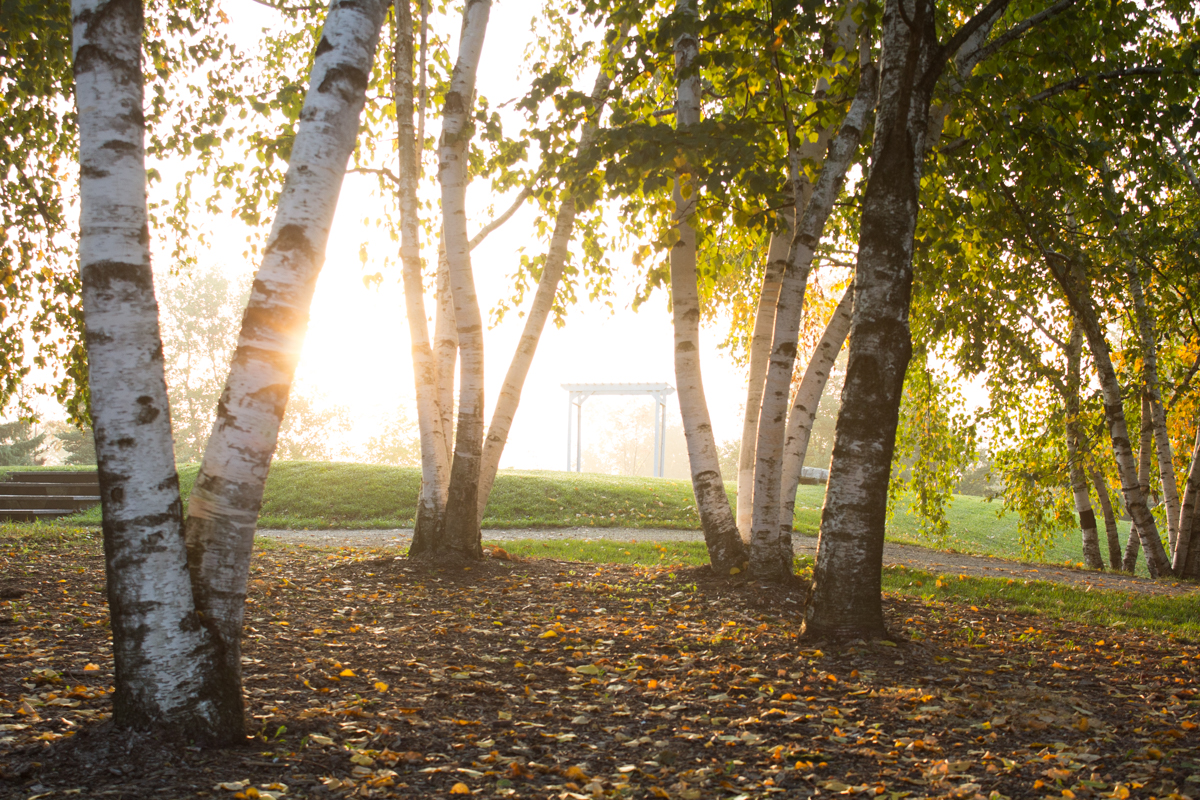 photo of trees with sunlight behind them